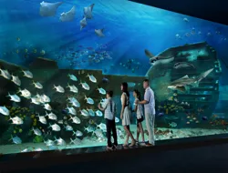 S.E.A Aquarium VIP Experience Tickets